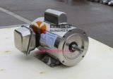 Stainless Steel 3 Phase Motor