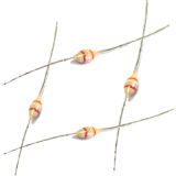 Taped Packing Axial Type Ceramic Capacitor