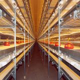 Permanent Magnent Motor Ventilation Fan for Poultry Farming Shed