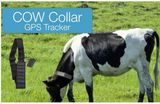 Pet Positioning and Tracking System, Waterproof Tracker T5010